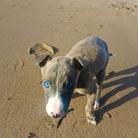 Cucciolo di Levriero Whippet