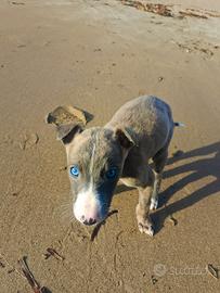 Cucciolo di Levriero Whippet