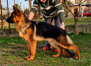 Cucciolone pastore tedesco