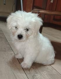 Maltese