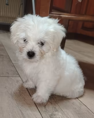 Maltese