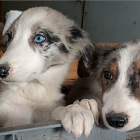 Border collie blue merle