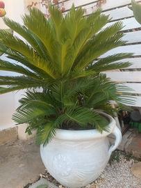 piante Giardino