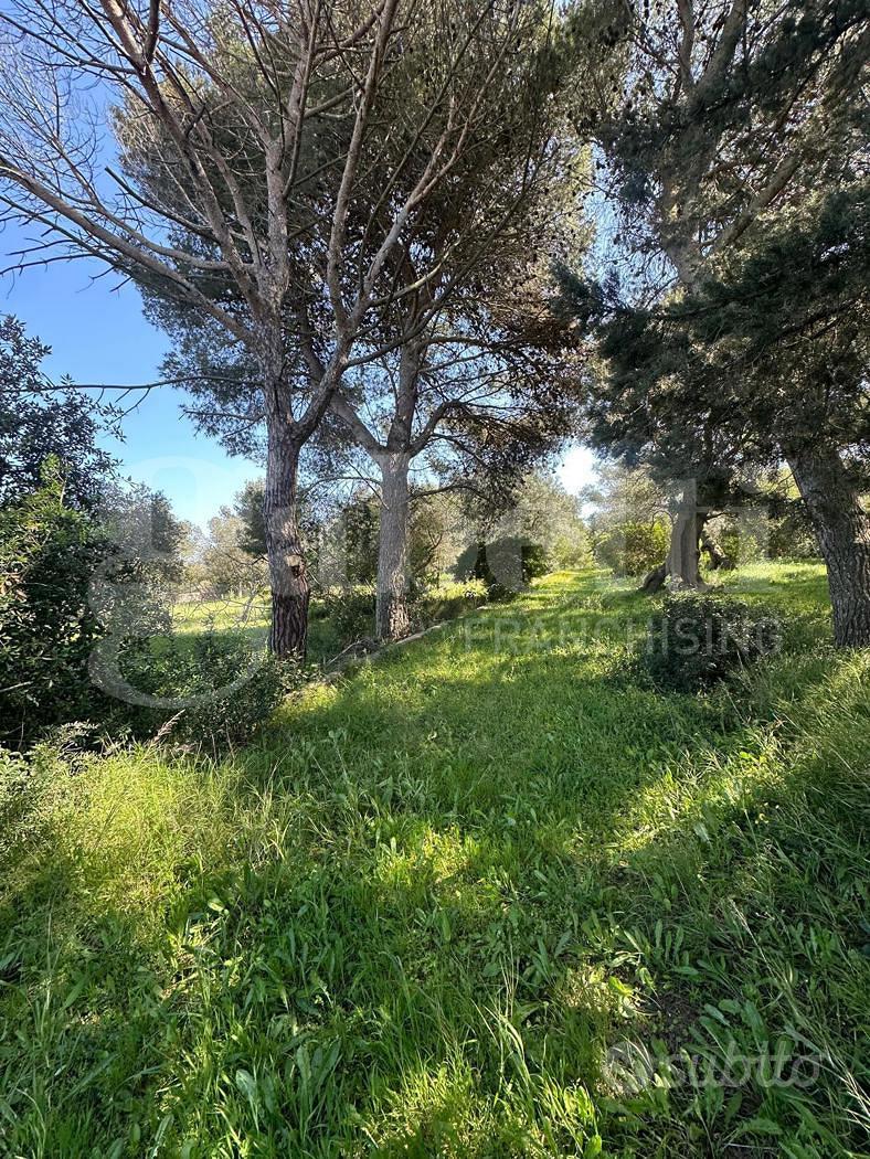 Terreno Agricolo Ostuni [Cod. rif 3299889VCG] - Vista 4