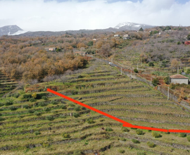 Terreno con vigneto panoramico con progetto di edi