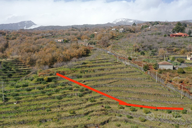 Terreno con vigneto panoramico con progetto di edi