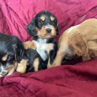 Cuccioli di cocker spaniel con Pedigree Enci