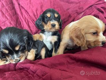 Cuccioli di cocker spaniel con Pedigree Enci
