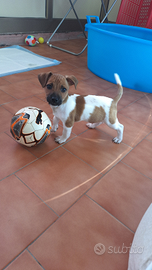 Cucciolo jack russel