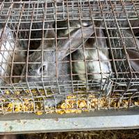 ? Conigli Giganti Razza Pura - 3 mesi