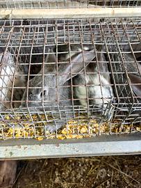 ? Conigli Giganti Razza Pura - 3 mesi