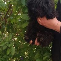 Chihuahua x barboncino teacup