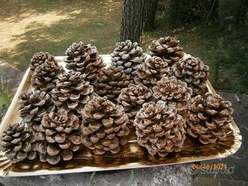 Pigne naturali asciutte da Pino Marittimo.