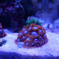 Acquario marino zooantus discosomi rhodactis