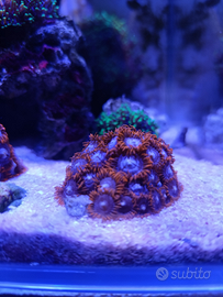 Acquario marino zooantus discosomi rhodactis