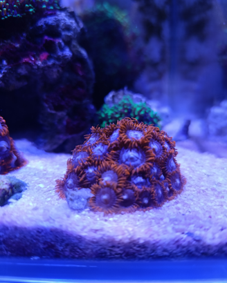Acquario marino zooantus discosomi rhodactis
