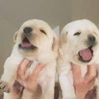 Labrador cuccioli colore miele pedigree