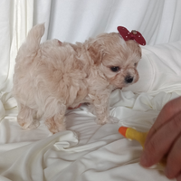 Maltipoo cuccioli