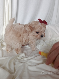 Maltipoo cuccioli