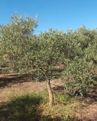 Terreno agricolo 