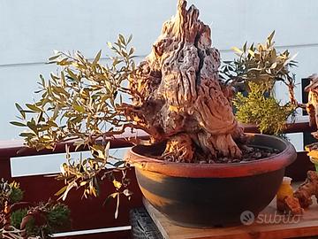 bonsai olivo