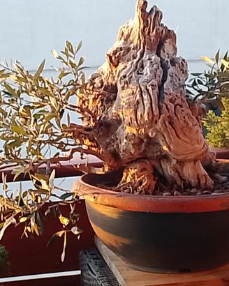bonsai olivo