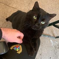 Gattone Philip, msucoloso ed elegante