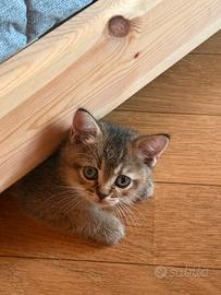 Stupenda cucciolata Scottish Straight disponibile