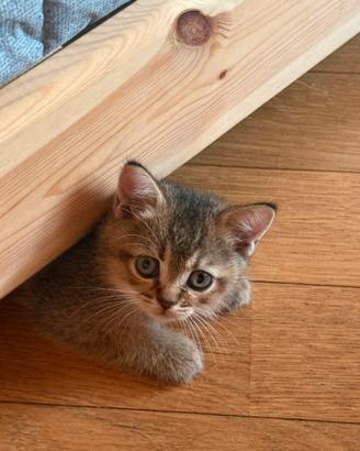 Stupenda cucciolata Scottish Straight disponibile