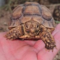 Sulcata tartaruga