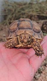 Sulcata tartaruga