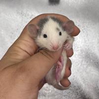 Cuccioli di RATTO DOMESTICO DA COMPAGNIA