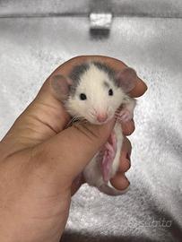 Cuccioli di RATTO DOMESTICO DA COMPAGNIA