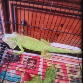 Iguana