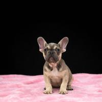 Bouledogue francese femmina