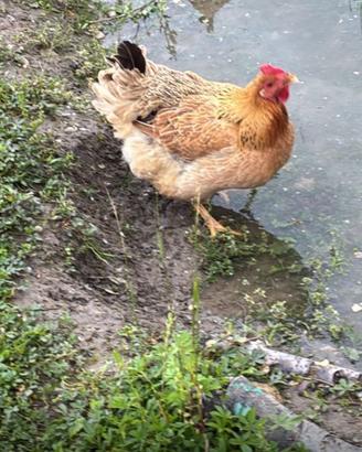 Galline