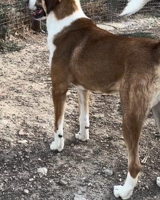 Pastore di Asia centrale