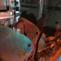 Coppia discus