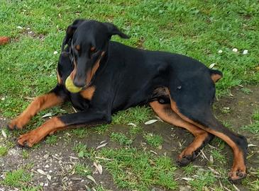 Dobermann femmina