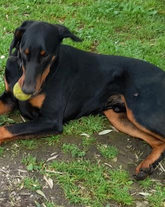 Dobermann femmina