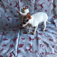 Chihuahua mini