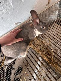 Coniglio maschio da riproduzione