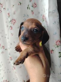 Cuccioli di Bassotti (Taglia Kaninchen)