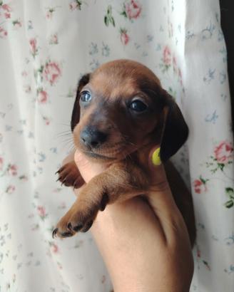 Cuccioli di Bassotti (Taglia Kaninchen)