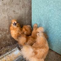 Galline moroseta rosse