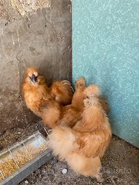 Galline moroseta rosse