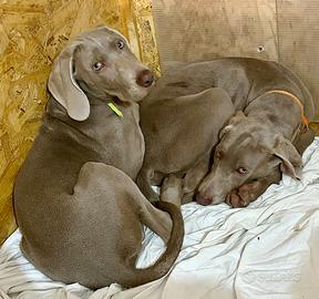 Cuccioli di Weimaraner