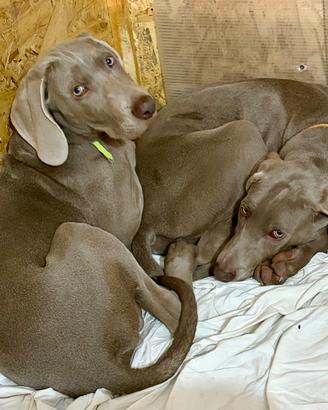Cuccioli di Weimaraner