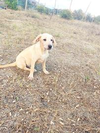 Cucciolo simil labrador