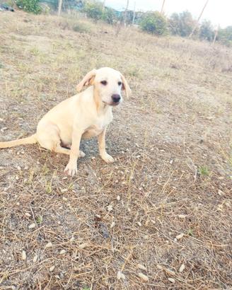 Cucciolo simil labrador